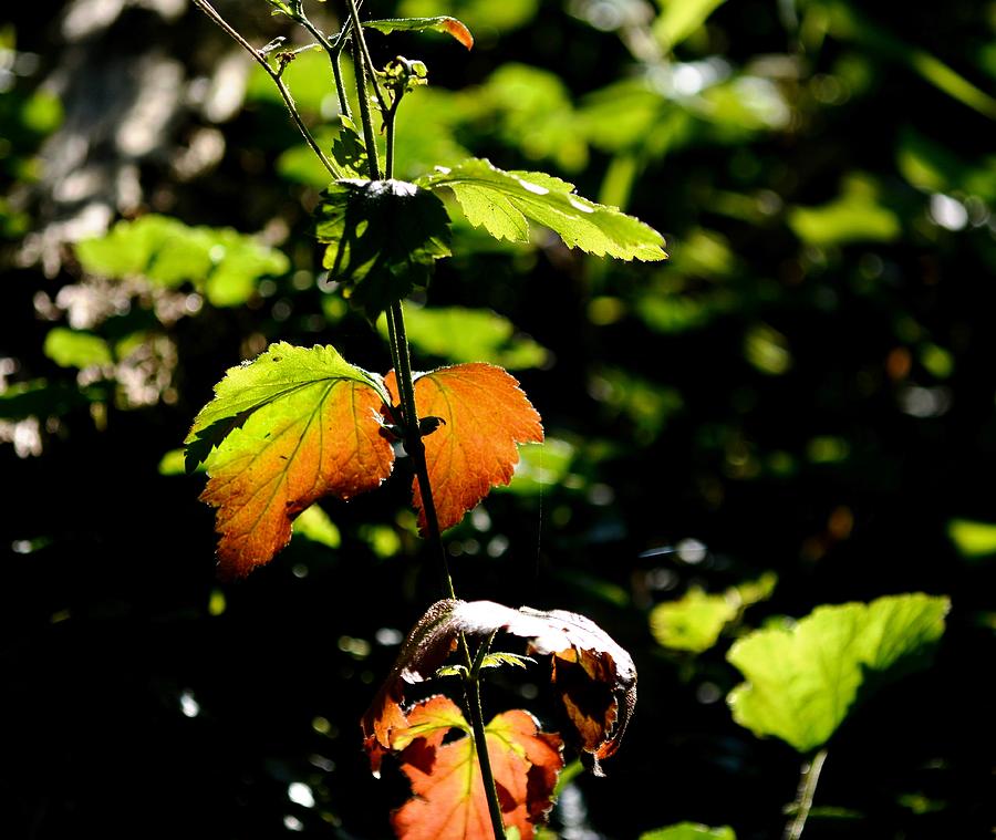 Autumn Coming Soon Photograph