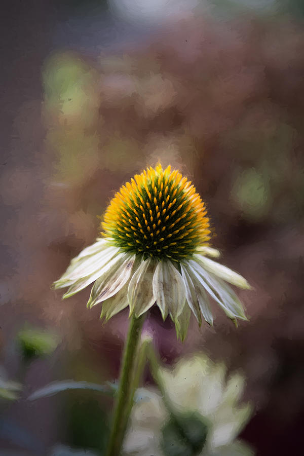 Autumn Coneflower Photograph by Guy Whiteley