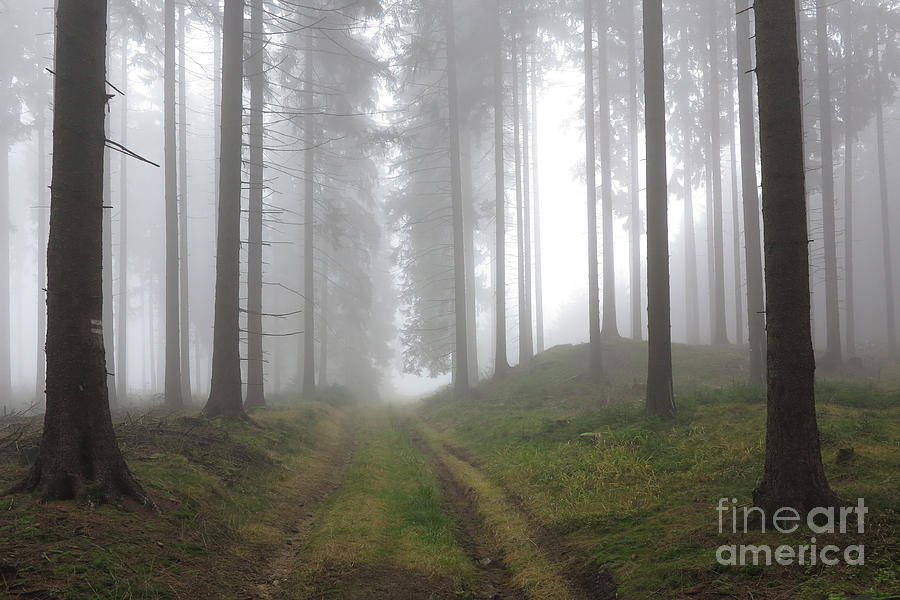 Autumn coniferous forest in the morning mist Photograph by Michal Boubin