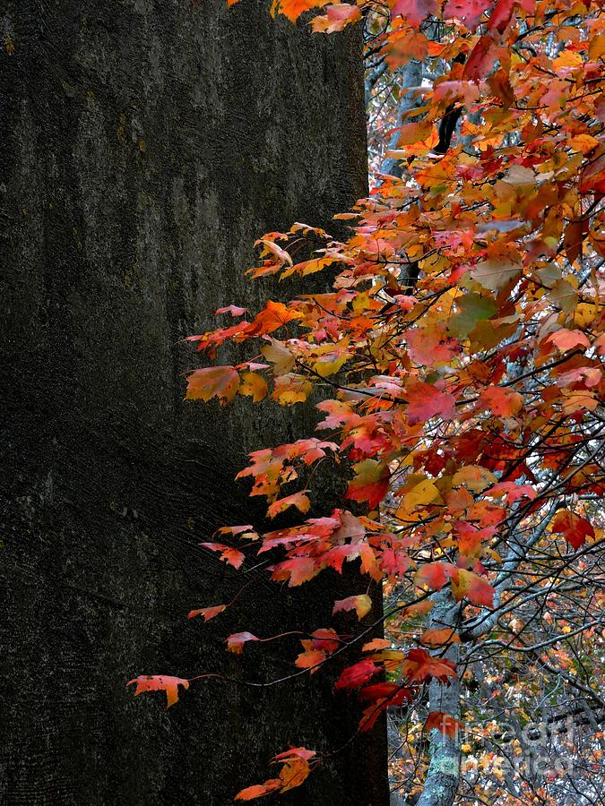 Autumn Contrast Photograph by Marcia Lee Jones