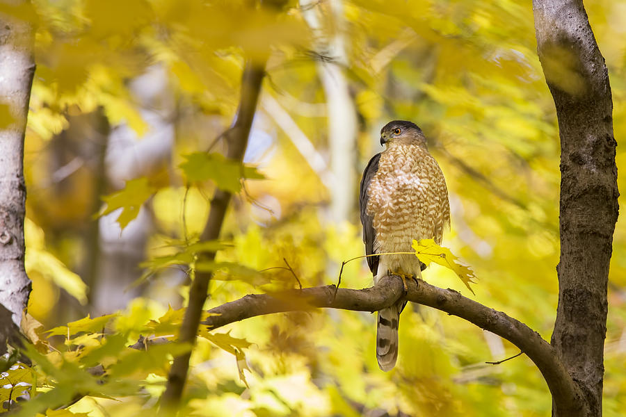 Autumn Coopers hawk  Photograph by Mircea Costina Photography