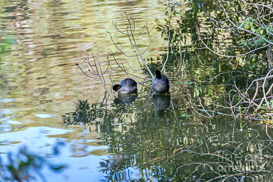 Autumn Coots Photograph by Kate Brown