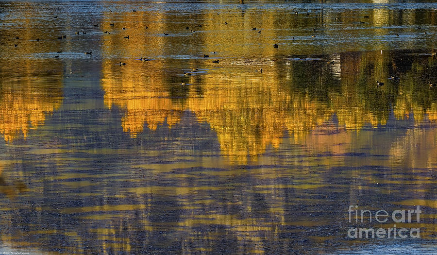 Abstract Photograph - Autumn Coots by Mitch Shindelbower
