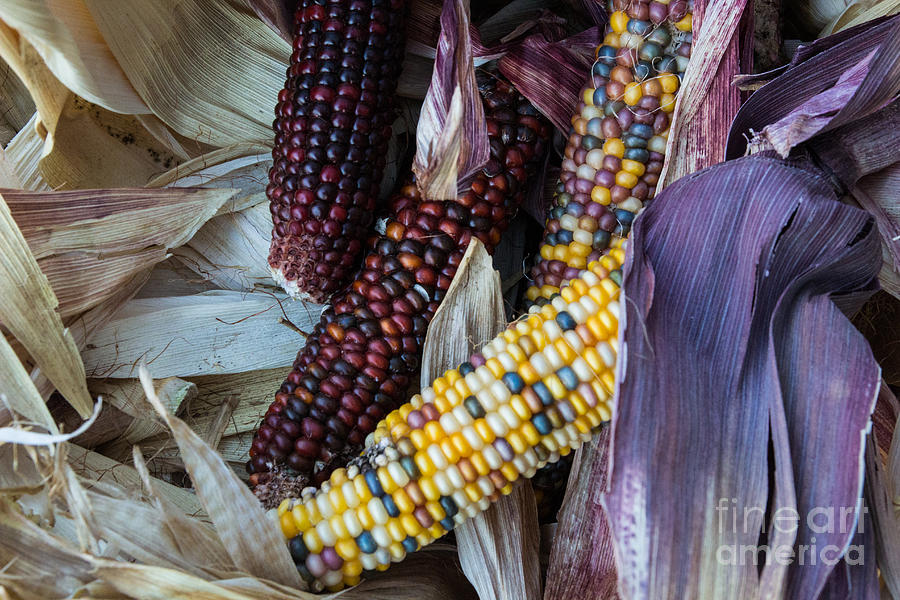 Autumn Corn Photograph by Suzanne Luft