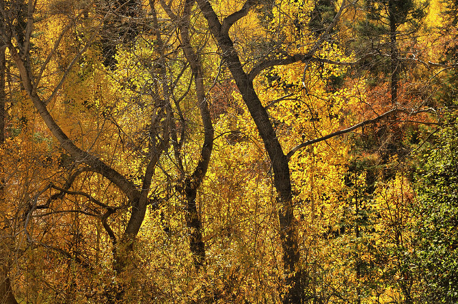 Autumn Cottonwood Thicket Photograph by Ron Cline
