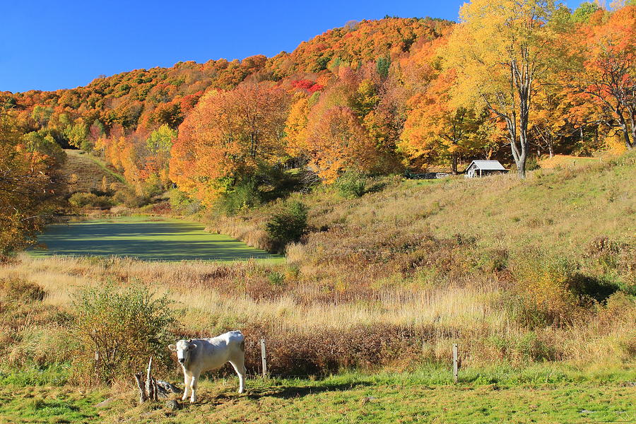 Autumn Country Scene Pomfret Vermont Photograph by John Burk