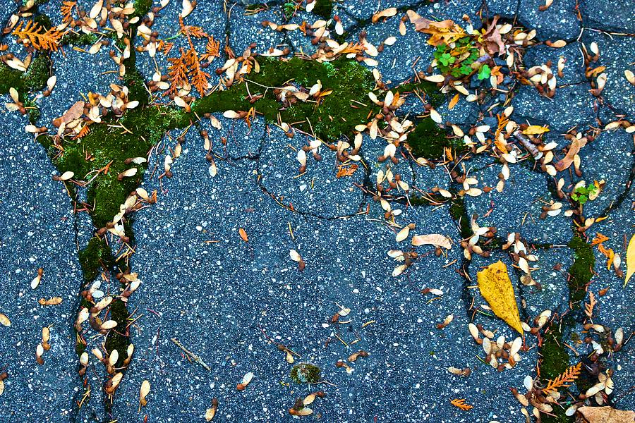 Autumn Cracked Driveway Photograph by Polly Castor