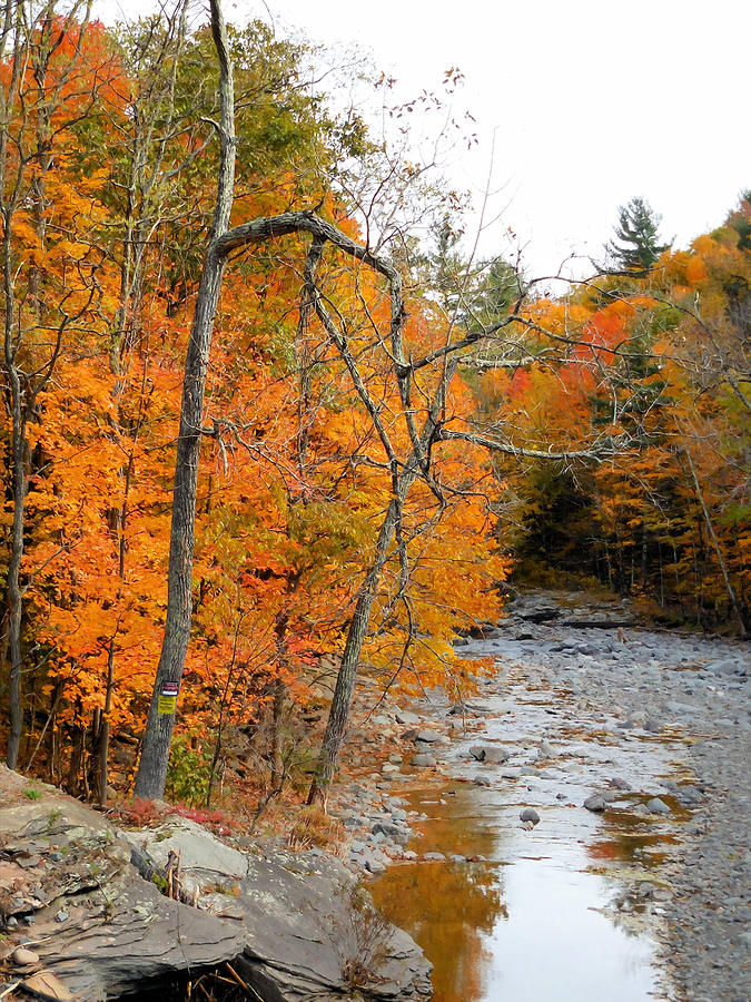 Autumn creek 11 Painting by Jeelan Clark