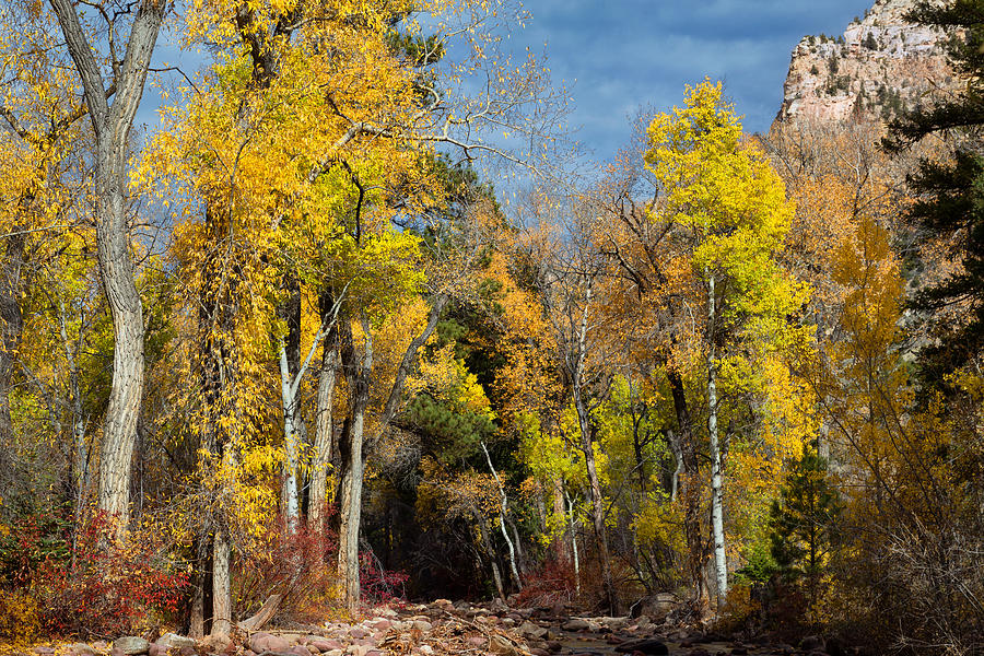 Autumn Creek Photograph by Kathleen Bishop