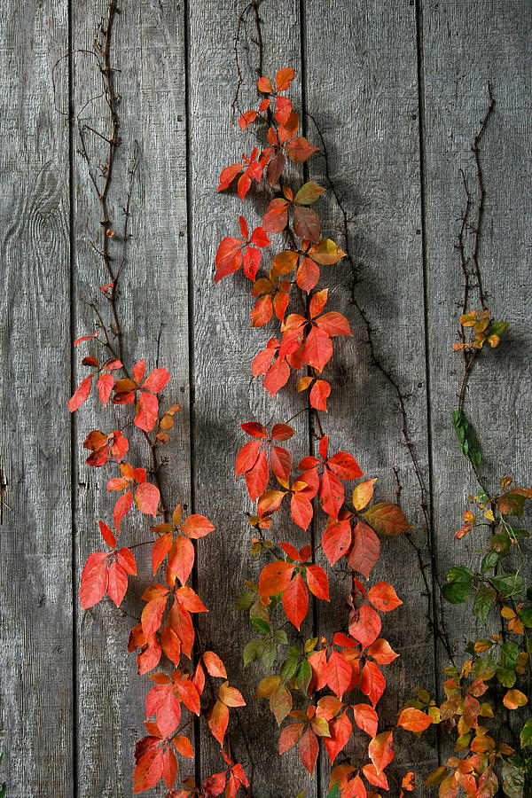 Autumn Creepers Photograph by William Selander