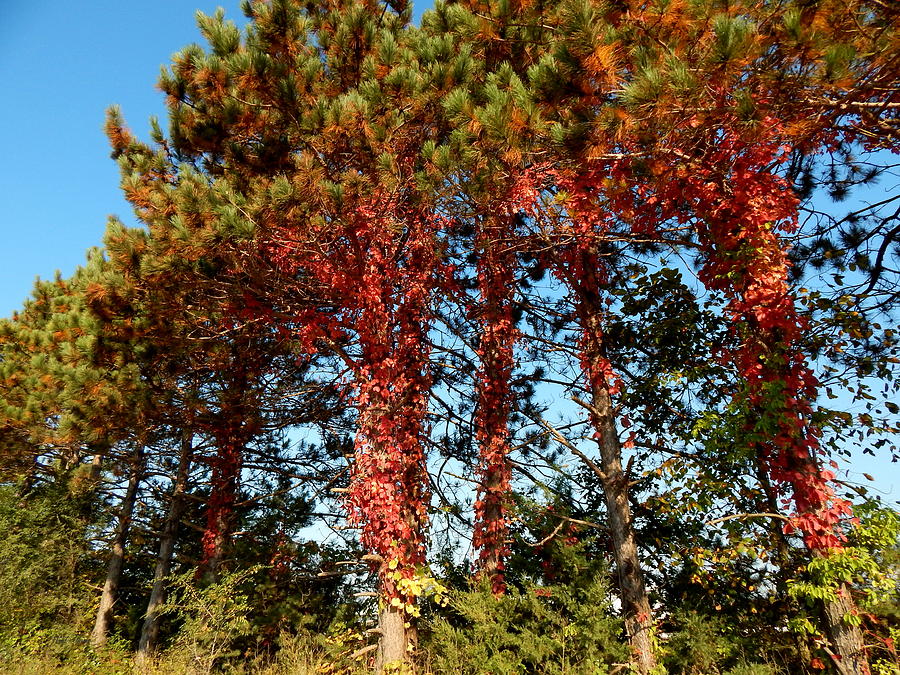 Autumn Creeps Up the Pines Photograph by Wild Thing