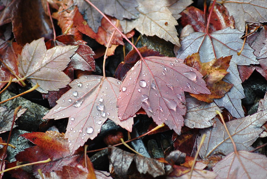 Autumn cries Photograph by Frank Larkin