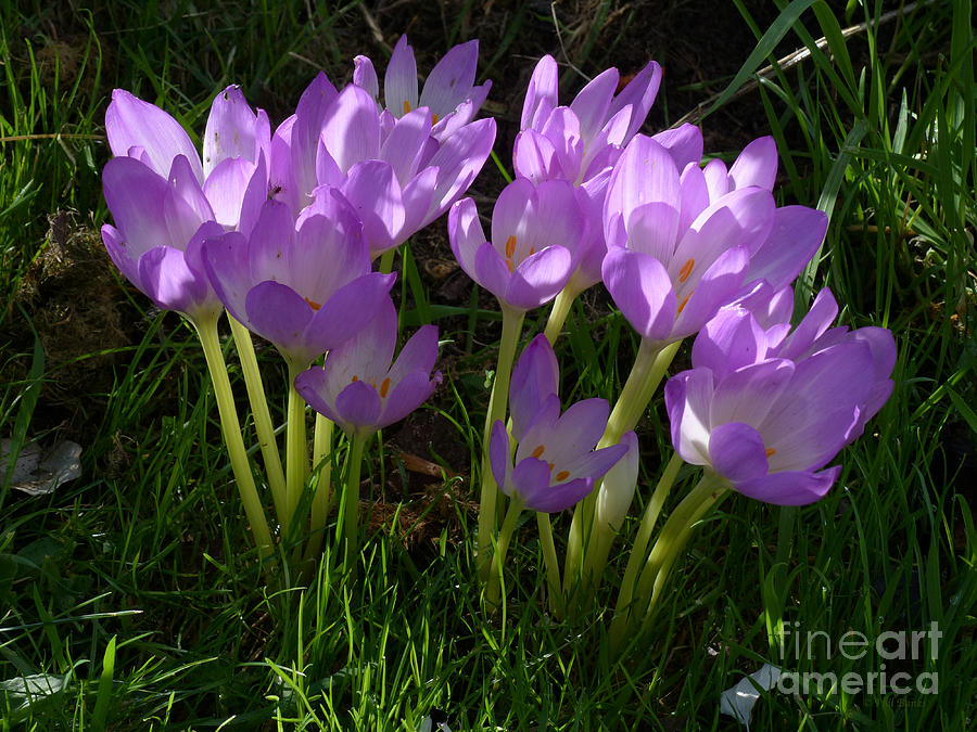 Autumn Crocus - Naked Ladies Photograph by Phil Banks