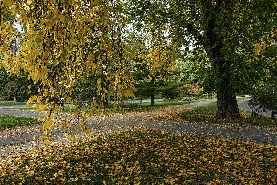 Autumn Crossroads Photograph by Cornelis Verwaal