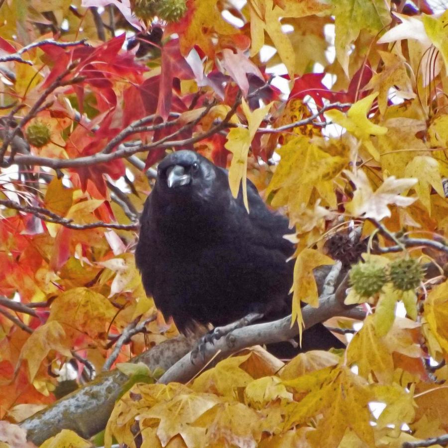 Crow Photograph - Autumn Crow by KaFra Art