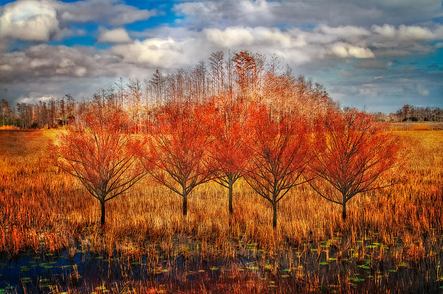 Autumn Cypress Photograph by Debra and Dave Vanderlaan
