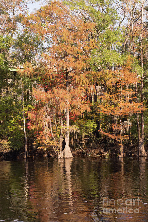Autumn Cypress Trees on the Waccamaw Photograph by MM Anderson