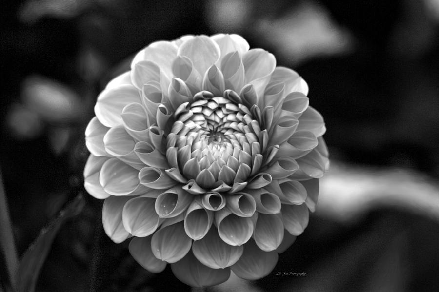 Autumn Dahlia In Black And White Photograph by Jeanette C Landstrom