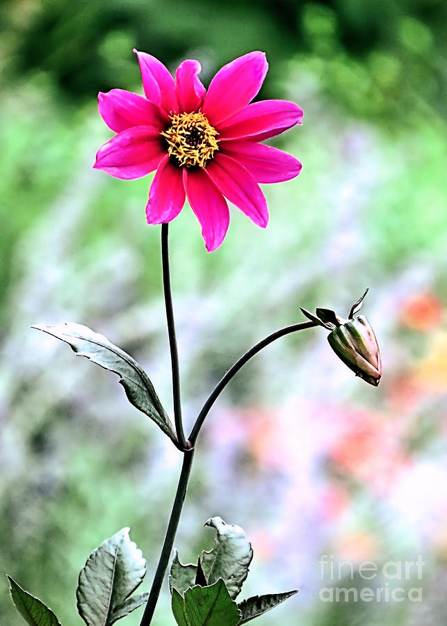 Flower Photograph - Autumn Dahlia by Janice Drew