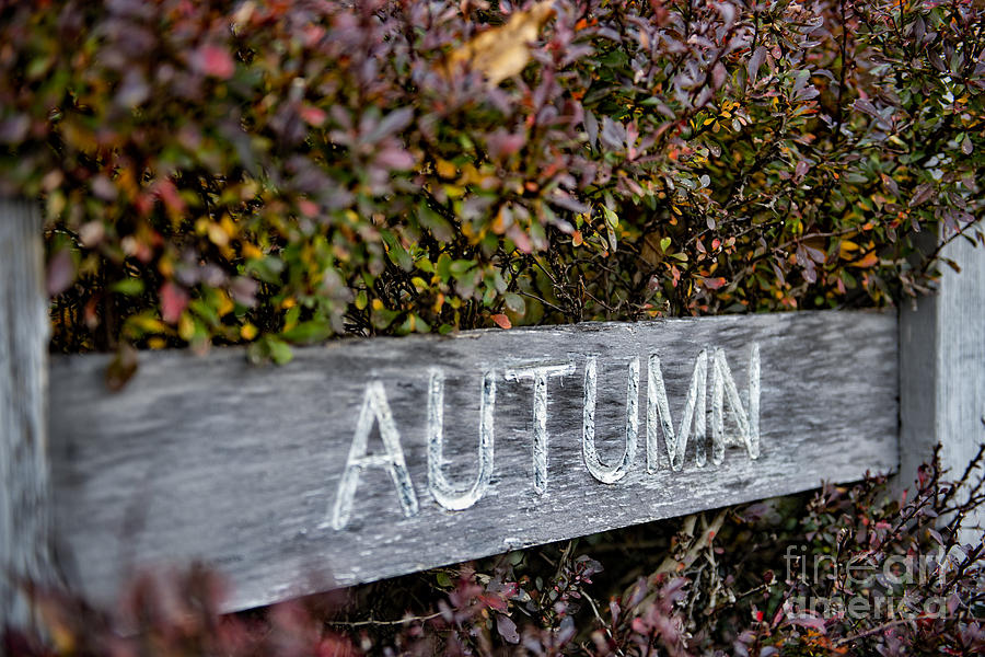 Autumn Photograph by David Arment