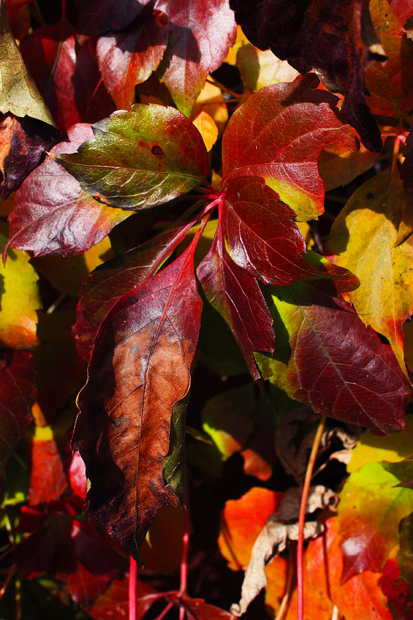 Autumn Photograph by David Matthews