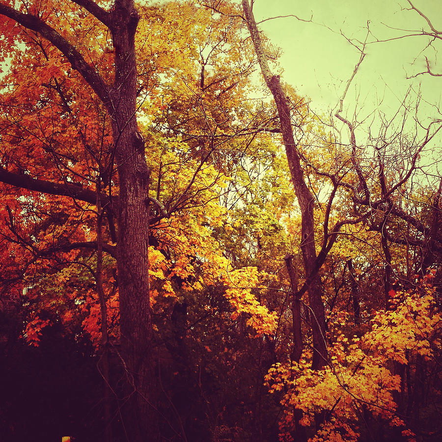 Autumn Photograph