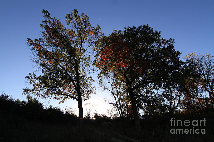 Autumn Dawn Photograph by Rick Rauzi