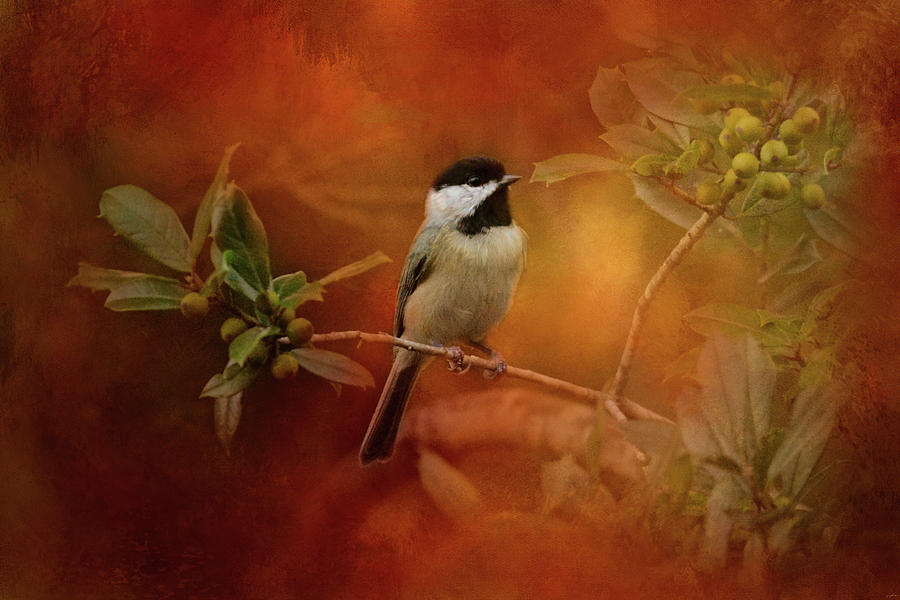 Autumn Day Chickadee Bird Art Photograph by Jai Johnson