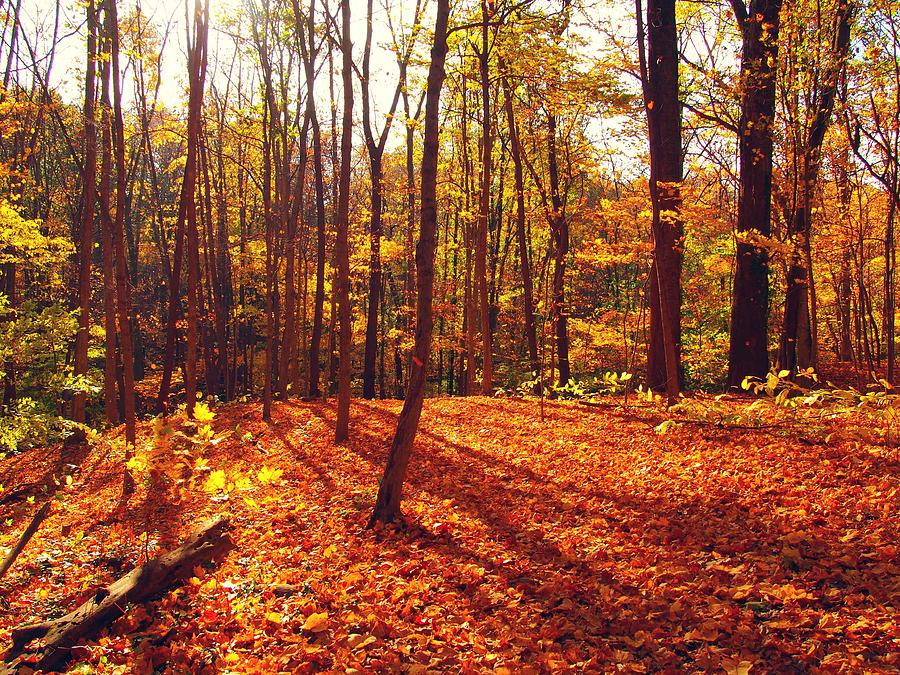 Autumn day Photograph by Tabitha Brown | Fine Art America