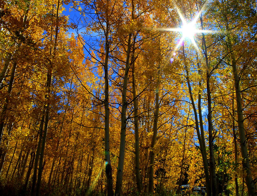 Autumn Days In Colorado Photograph by Fiona Kennard
