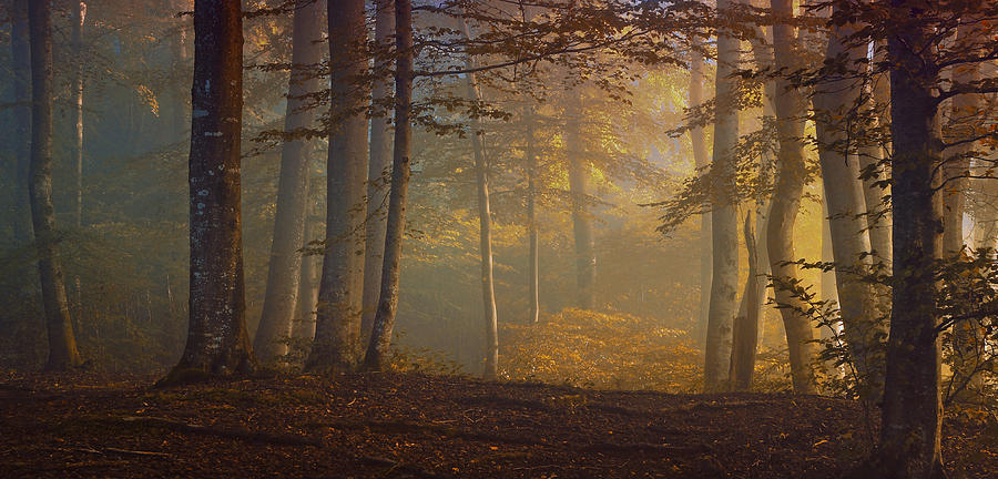 Autumn Days Photograph by Norbert Maier