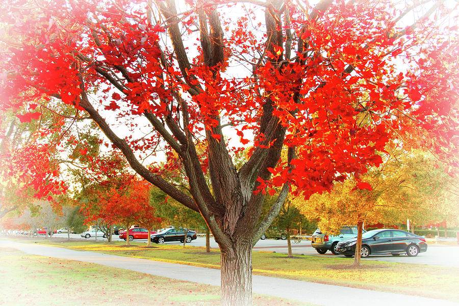 Autumn Dazzles In Red  Photograph by Ola Allen
