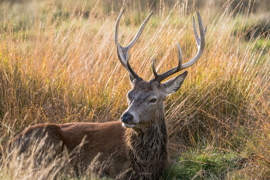 Autumn Deer Photograph by Matt Malloy
