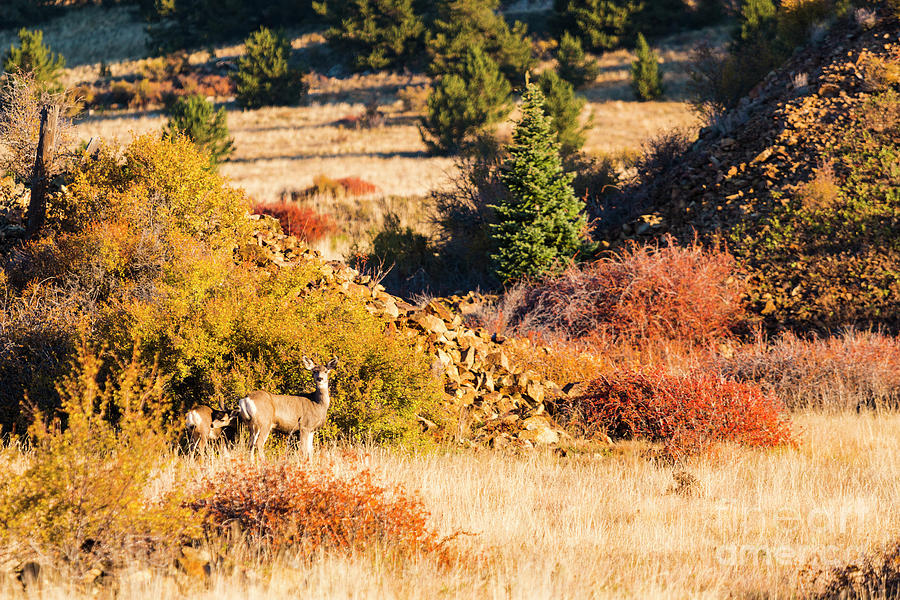 Autumn Deer Photograph by Steven Krull