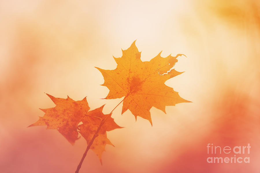 Fall Photograph - Autumn Delight...  by LHJB Photography
