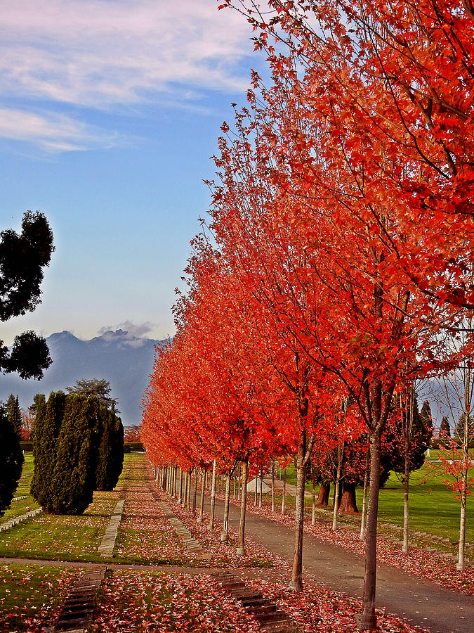 Autumn Photograph - Autumn Delight, Vancouver by Brian Chase Autumn Photograph - Autumn Delight, Vancouver by Brian Chase