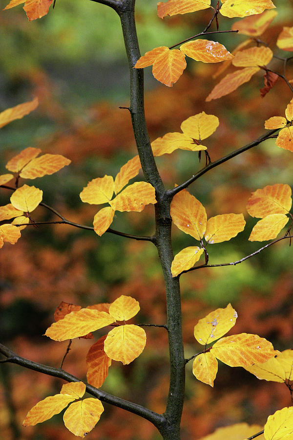 Autumn Details Photograph