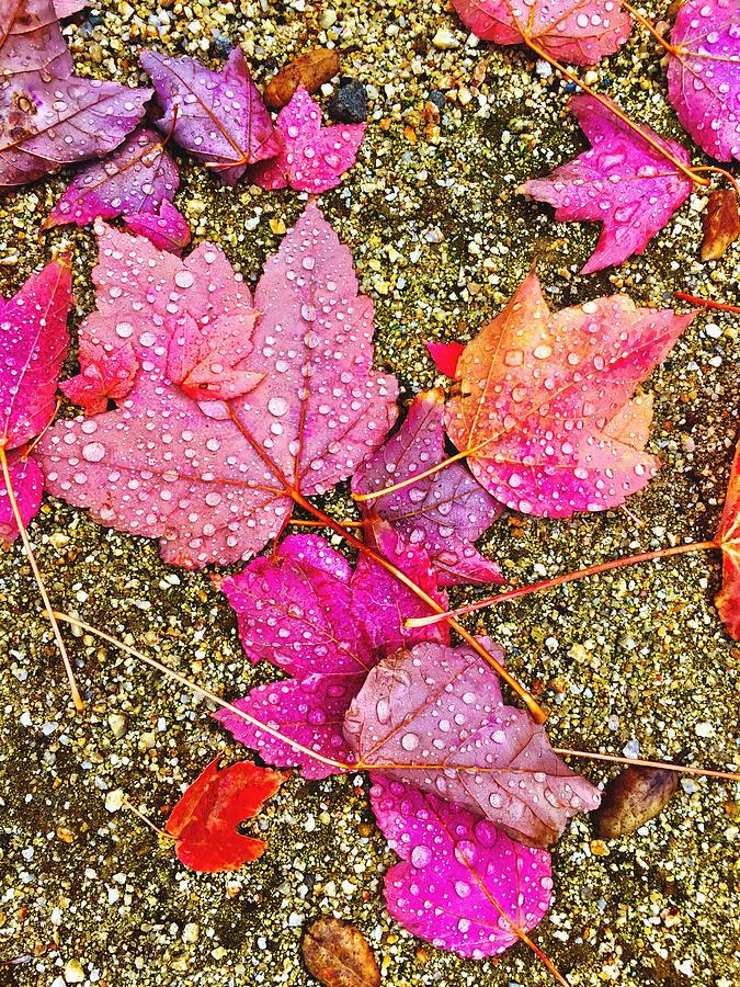 Autumn Dew Photograph by Brad Hodges