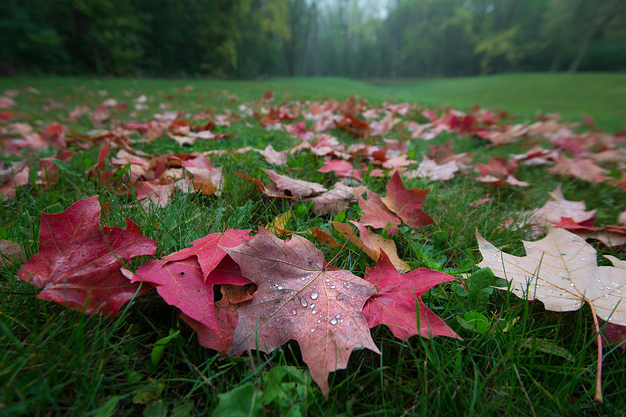 Fall Photograph - Autumn Dew by Josh Eral