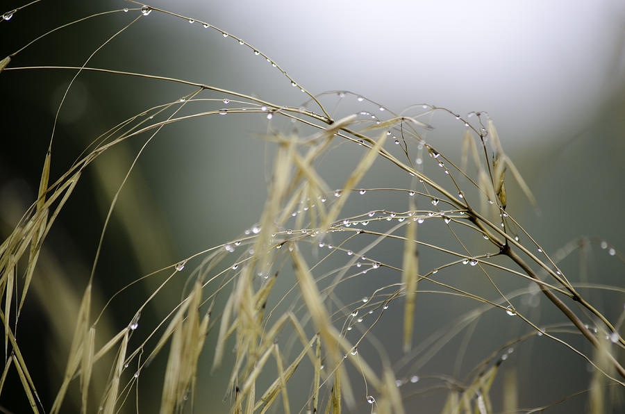 Autumn dew on grass Photograph by Spikey Mouse Photography