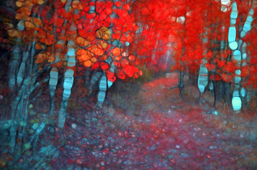 Autumn Distortions Photograph by Tara Turner