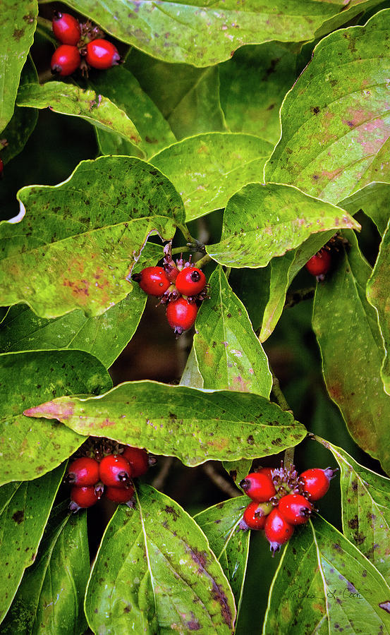 Autumn Dogwood Berries Photograph by Bellesouth Studio