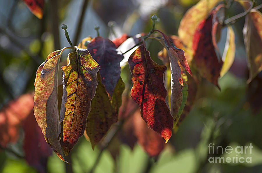 Autumn Dogwood Leaves 20130829_102 Photograph by Tina Hopkins
