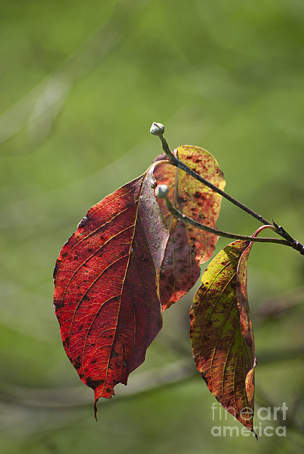 Autumn Dogwood Leaves 20130829_99 Photograph by Tina Hopkins