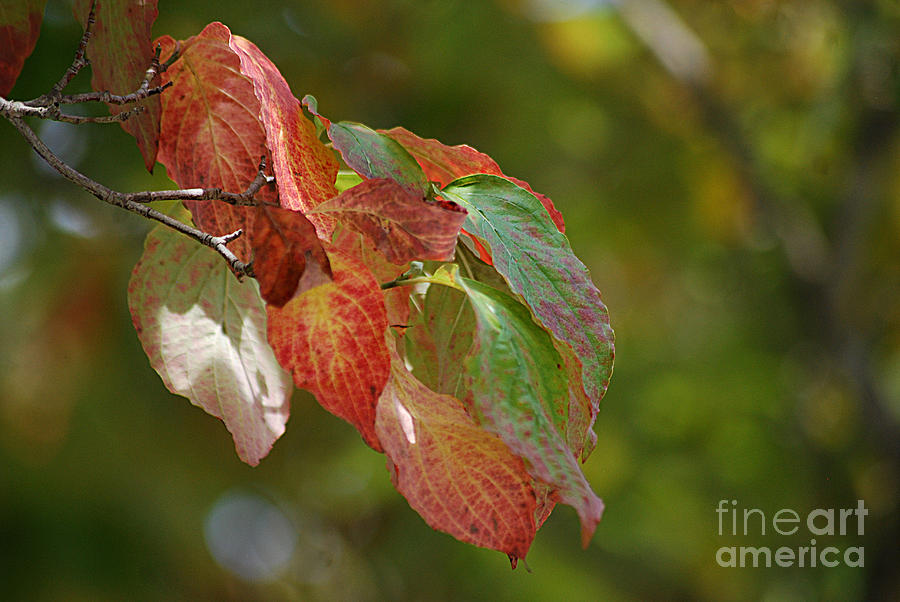 Autumn Dogwood Leaves 20130901_190 Photograph by Tina Hopkins