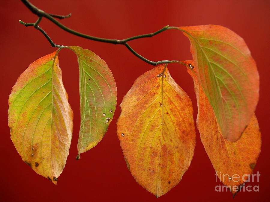Autumn Dogwood Leaves on Red Photograph by Anna Lisa Yoder