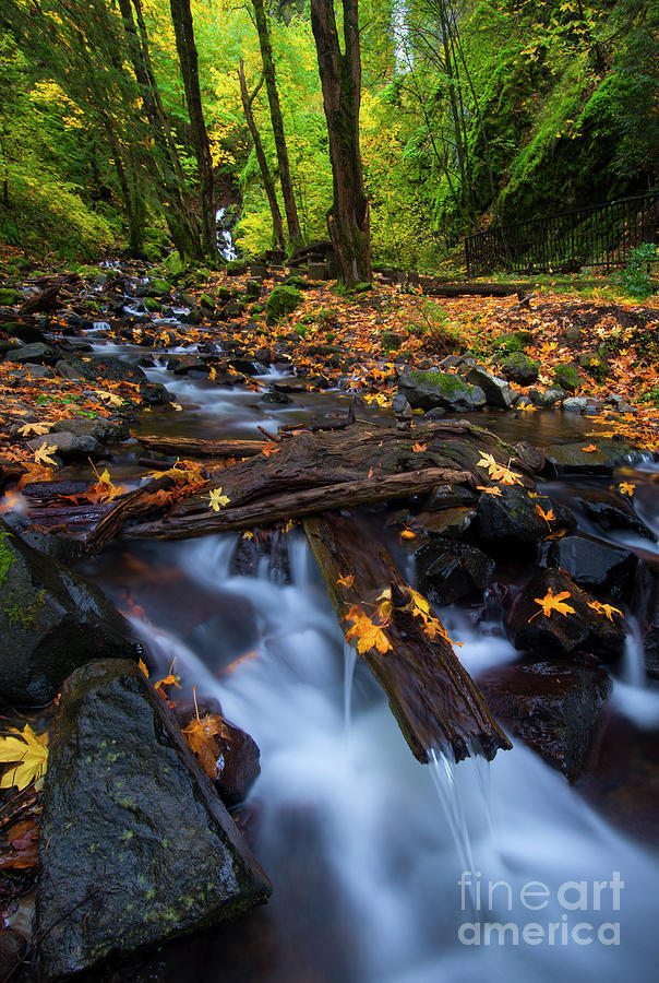 Autumn Downstream Photograph by Michael Dawson