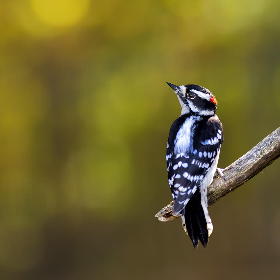Autumn Downy Woodpecker Photograph by Bill and Linda Tiepelman