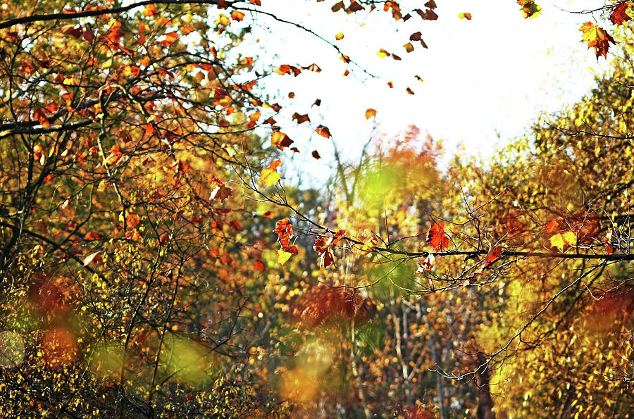 Fall Photograph - Autumn Dream by Debbie Oppermann