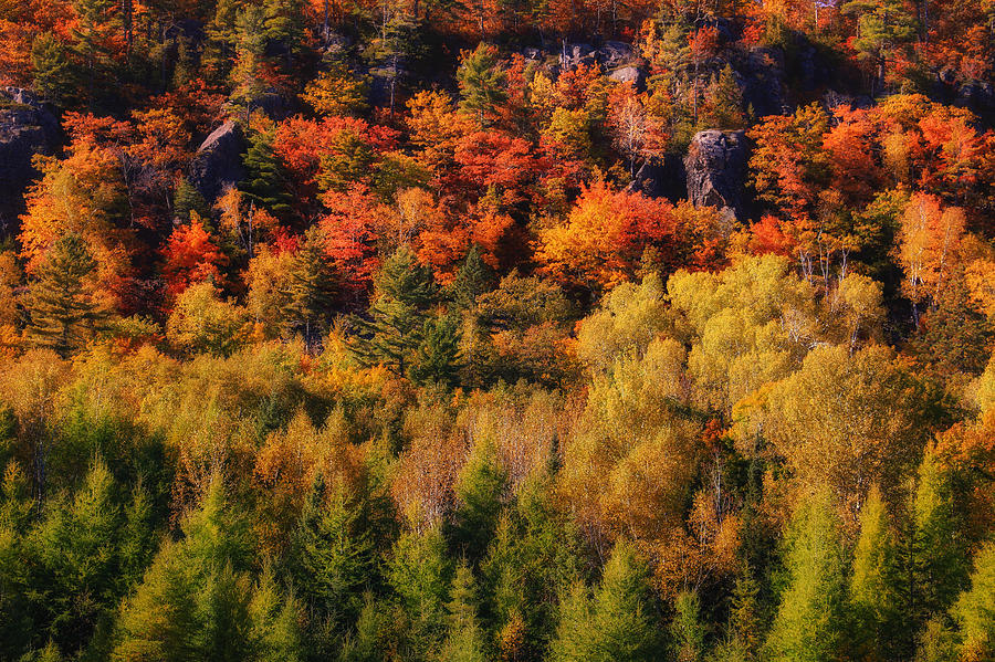 Autumn Dream on Cliff Drive Photograph by Rachel Cohen